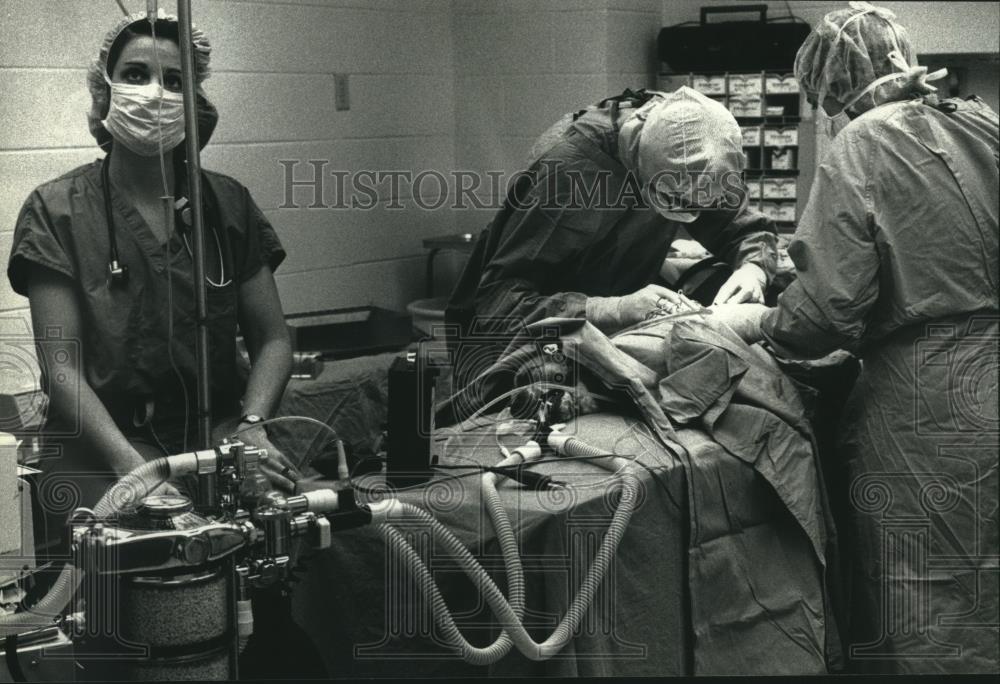 1991 Press Photo UW Veterinary Medicine School faculty members operate on a dog - Historic Images