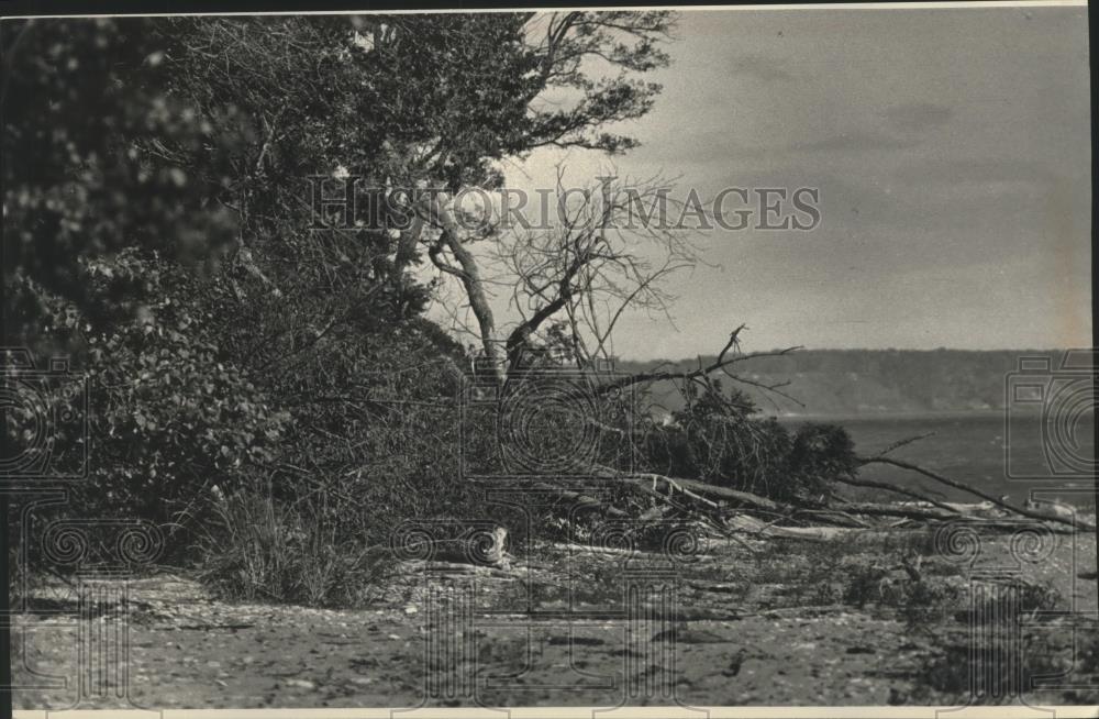 1992 Press Photo Fall trees on the Schlitz Audubon Center help slow erosion - Historic Images