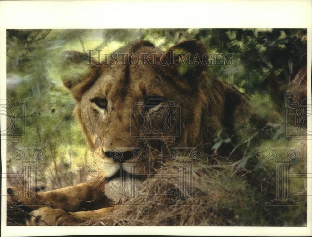 1993 Press Photo African Lion South Africa - mjc16103 - Historic Images