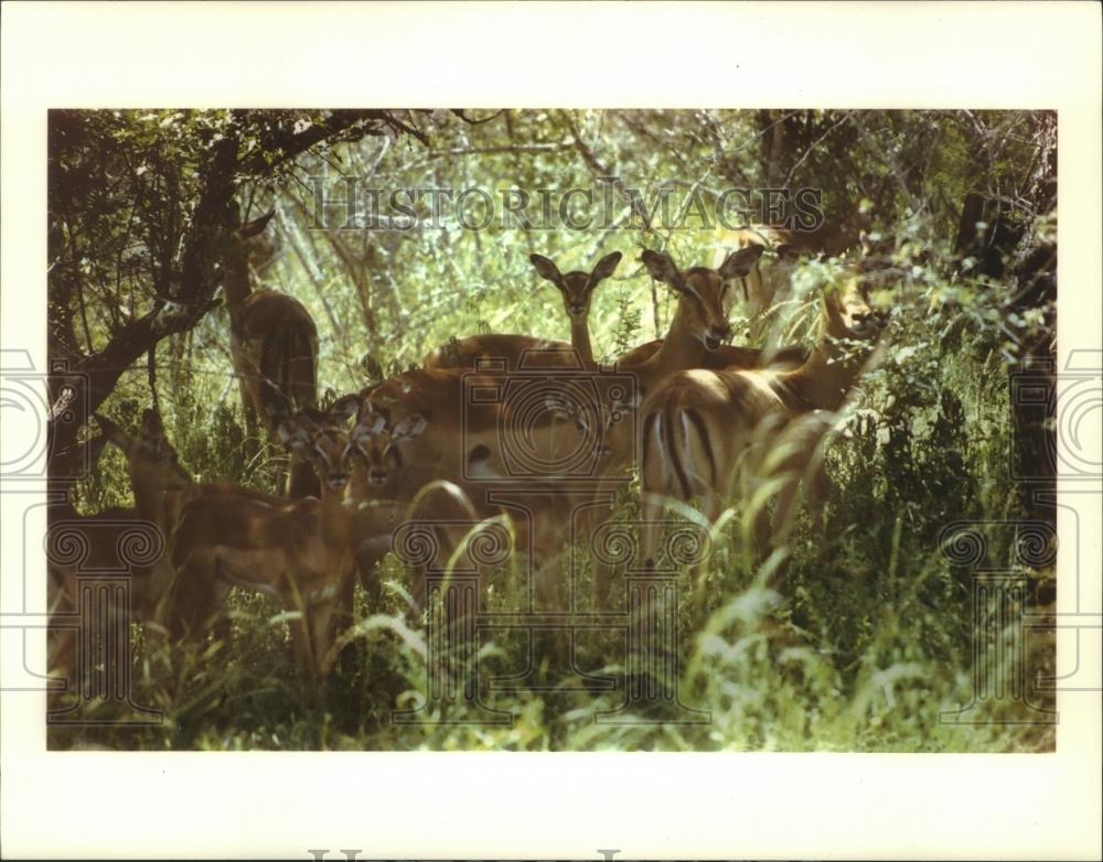 1993 Press Photo Impala gather in shade at Mala Mala Game Reserve South Africa - Historic Images