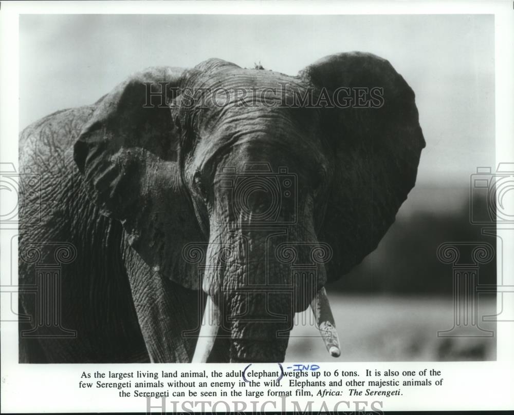Press Photo An elephant featured in the large format film, Africa: The Serengeti - Historic Images