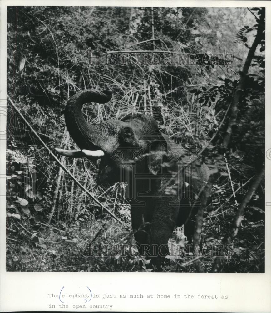 Press Photo The elephant is at home in the forest and the open country - Historic Images