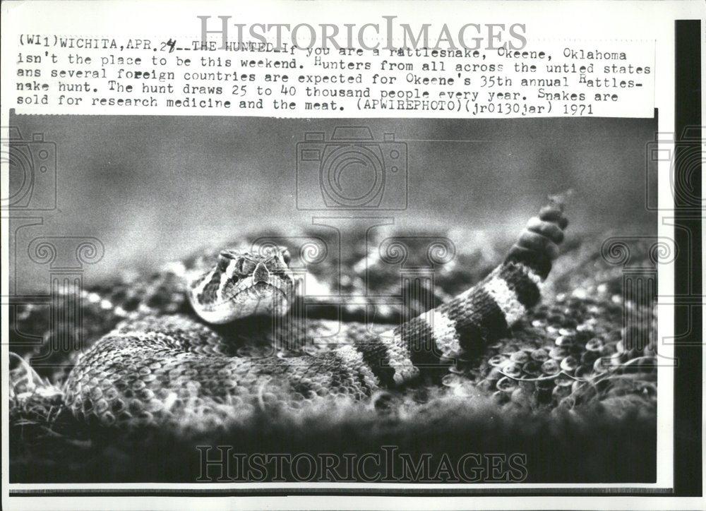 1971 Press Photo Okeene&#39;s 35th Annual Rattle Snake Hunt - RRV45815 - Historic Images