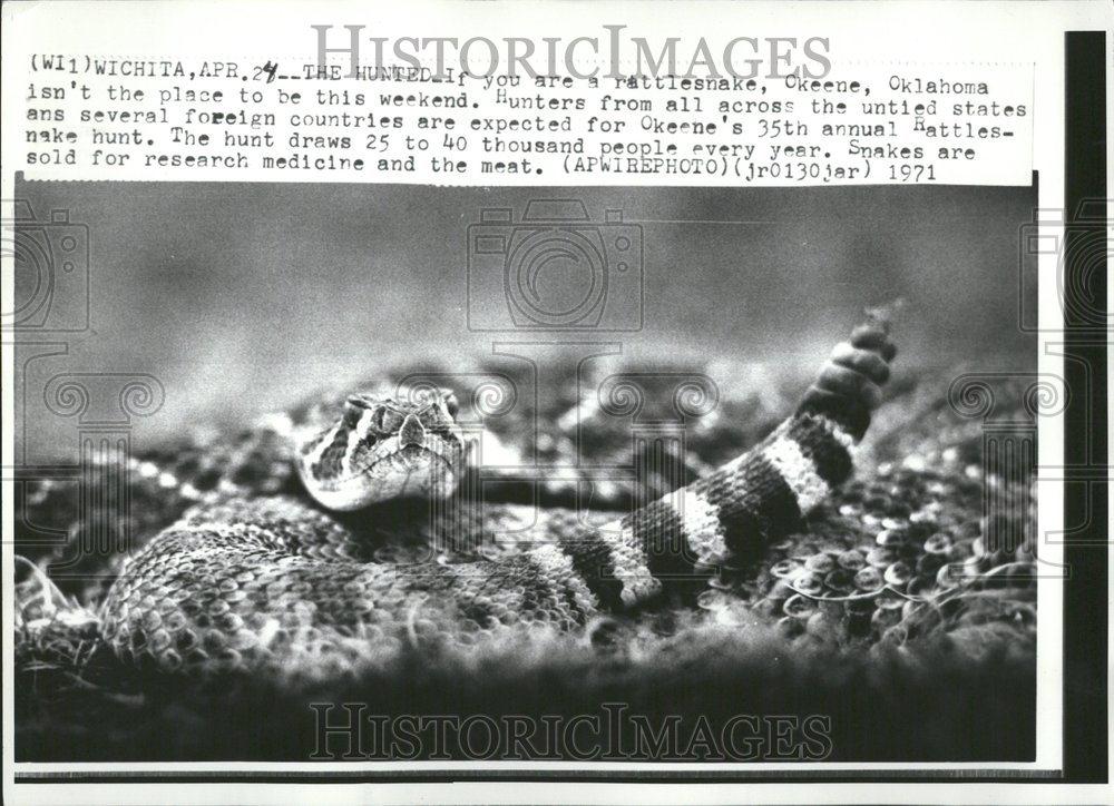 1971 Press Photo Okeene's 35th Annual Rattle Snake Hunt - RRV45815 - Historic Images