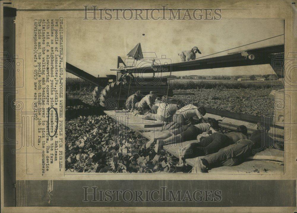 1972 Press Photo Clyde Eshleman cucumbers farm poodle - RRV41393 - Historic Images