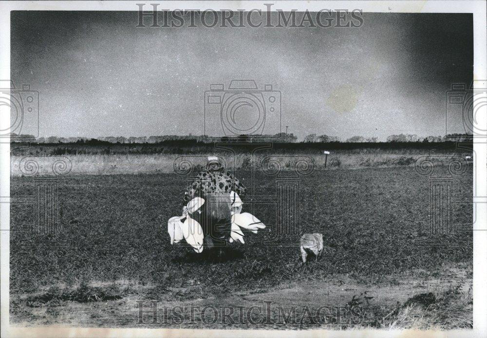 1977 Press Photo Setting out geese duck hunting person - RRV01463 - Historic Images