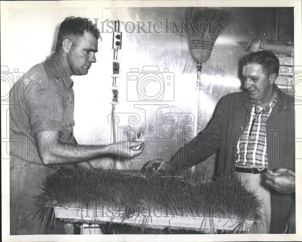 1960 Press Photo Checking Tray Of Sprouted Oats Growing - RRV43653 - Historic Images