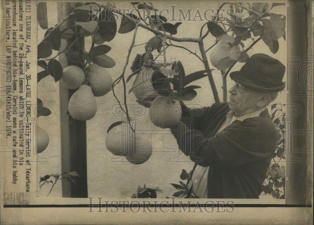 1974 Press Photo Tally cervini Texarkana Large lemon - RRV41221 - Historic Images