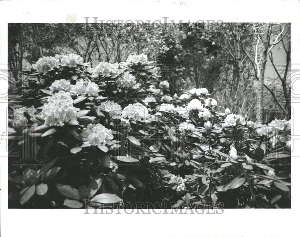 1987 Press Photo Rhododendron Home Garden Show - RRV51441 - Historic Images