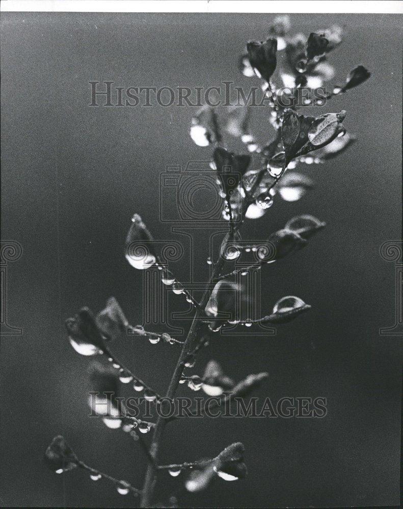 1970 Press Photo Thick Blanket of Fog and Dew - RRV63987 - Historic Images