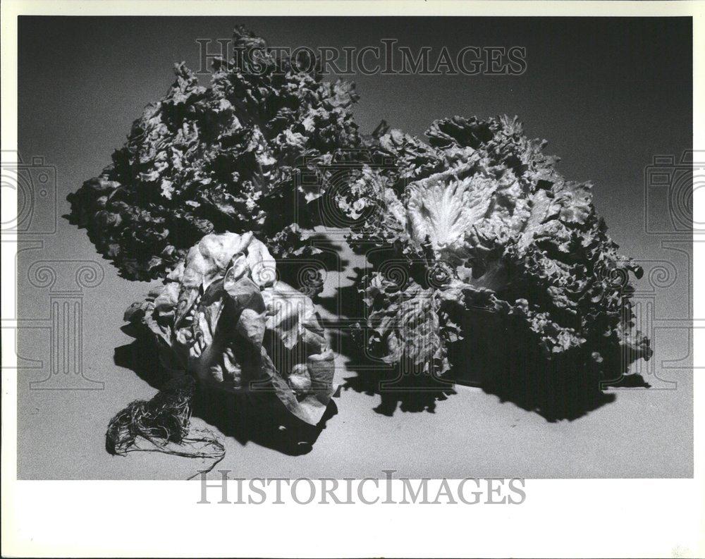 1984 Press Photo Artsy Lettuce Different Types - RRV41805 - Historic Images