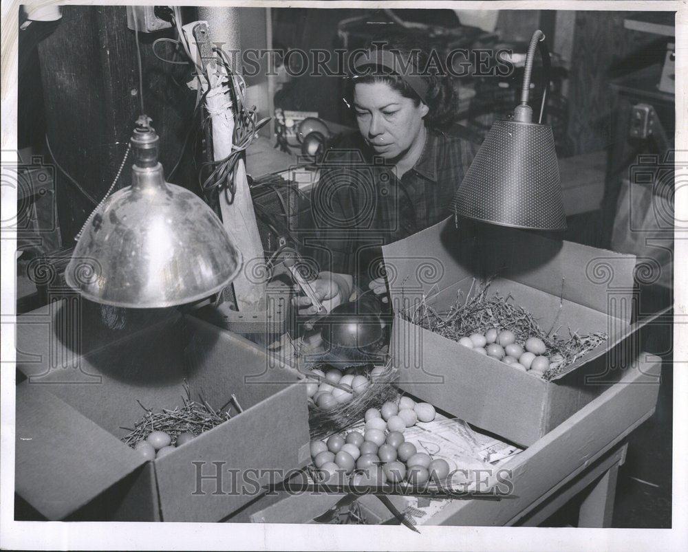 1963 Press Photo Mary Ellsworth Inspects Pheasant Eggs - RRV47089 - Historic Images