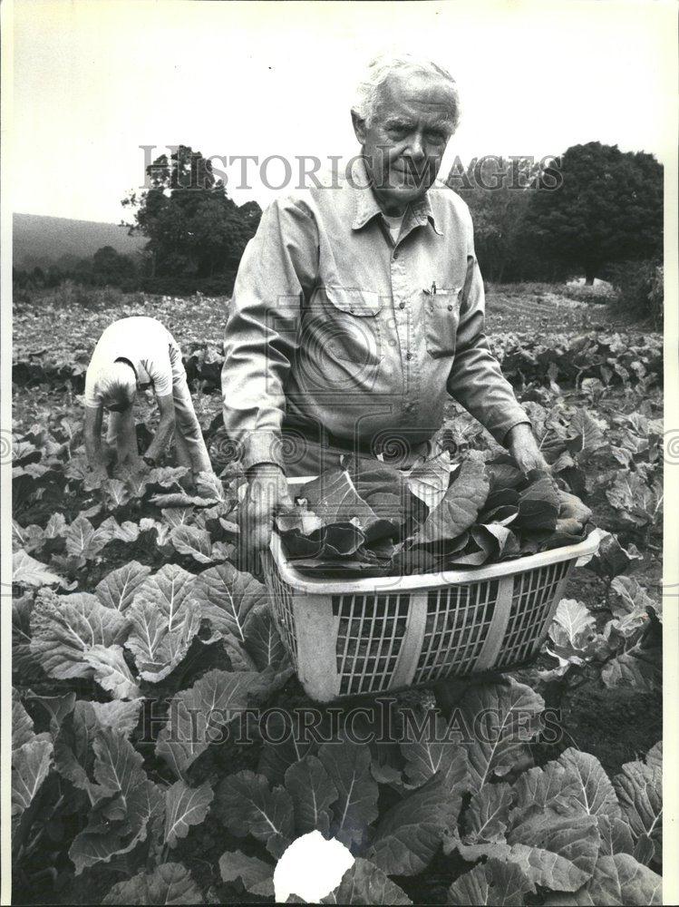 1989 Press Photo Bill Liddell harvest large cabbages - RRV61947 - Historic Images