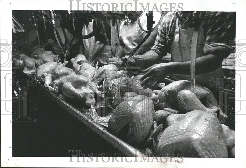 1984 Press Photo Turkey Processing Factory/Thanksgiving - RRV51067 - Historic Images