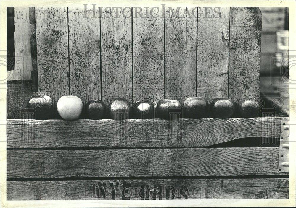 1981 Press Photo Idea Eating Apple Delicious Variety - RRV41297 - Historic Images