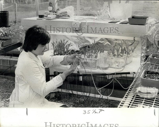 Press Photo Greenhouse tech Sue Corbett attending the experiment. - Historic Images