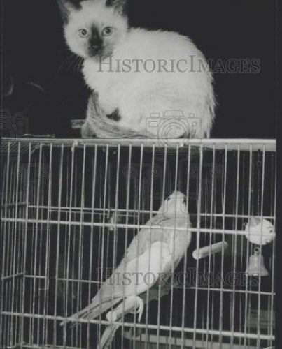 Press Photo Kittenon top of bird cage - Historic Images