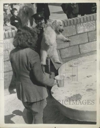 1956 Press Photo Keeper Frank Meakins &amp;New baby bear at Whipsnade Zoo - Historic Images