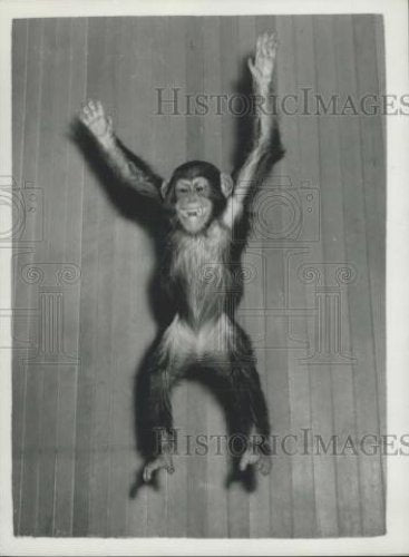 Press Photo Charlie the chimpanzee - Historic Images