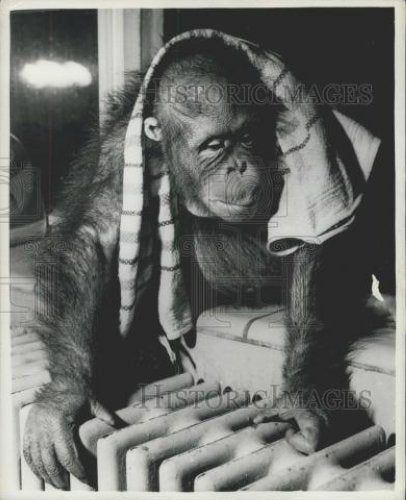 Press Photo Copenhagen Zoo orangutan - Historic Images