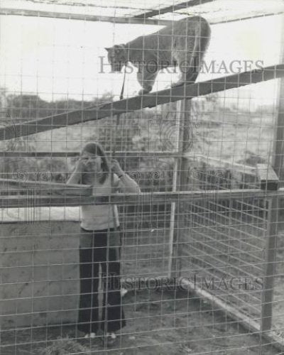 Press Photo Sheba a 6 Month Old Puma Loves With Hurst Family In Lancashire - Historic Images