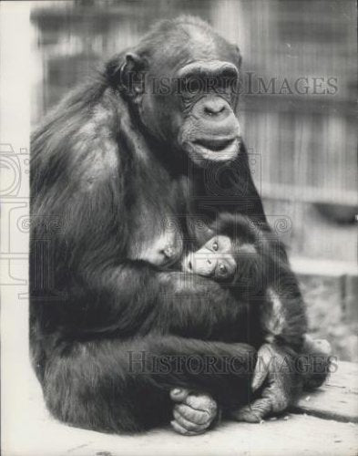 1973 Press Photo The London Zoo,mother and baby chimpanzees - Historic Images