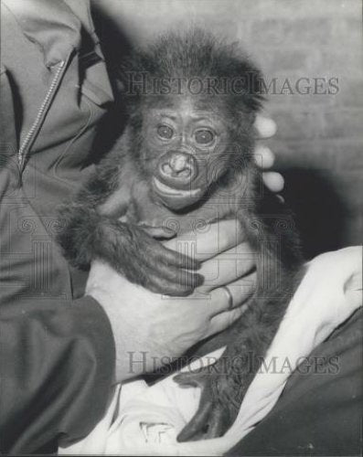 1976 Press Photo Salome&quot; The Baby Gorilla&quot; - Historic Images