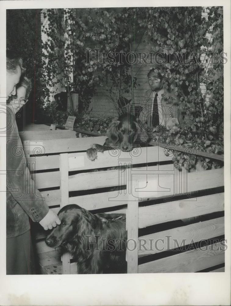 Press Photo International Dog-Show in Nuremberg - Historic Images