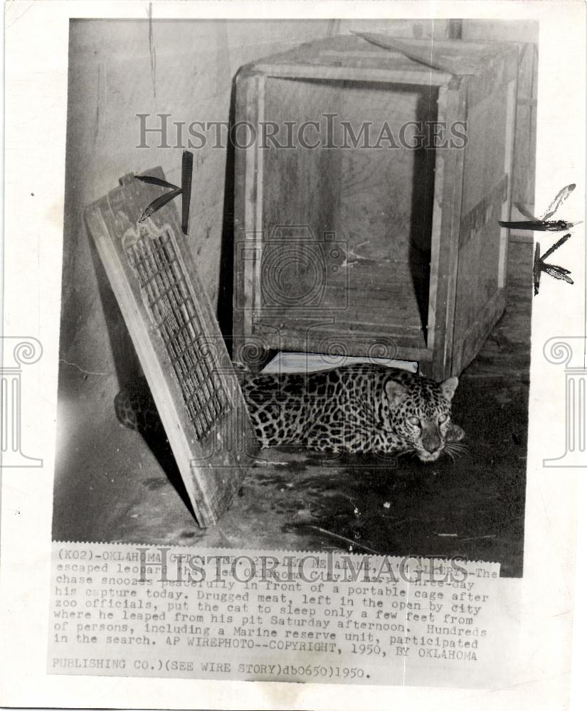 1950 Press Photo escaped leopard drugged meat captured - Historic Images