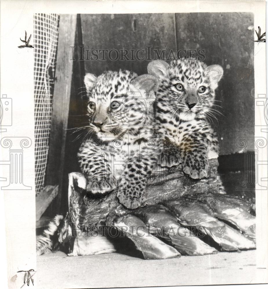 1946 Press Photo Leopard Kittens Fleishhacker Zoo - Historic Images