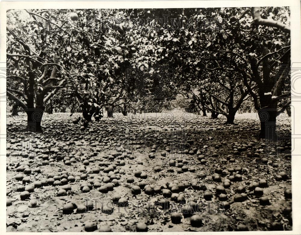 1929 Press Photo Mediterranean Fruit Fly Medfly - Historic Images