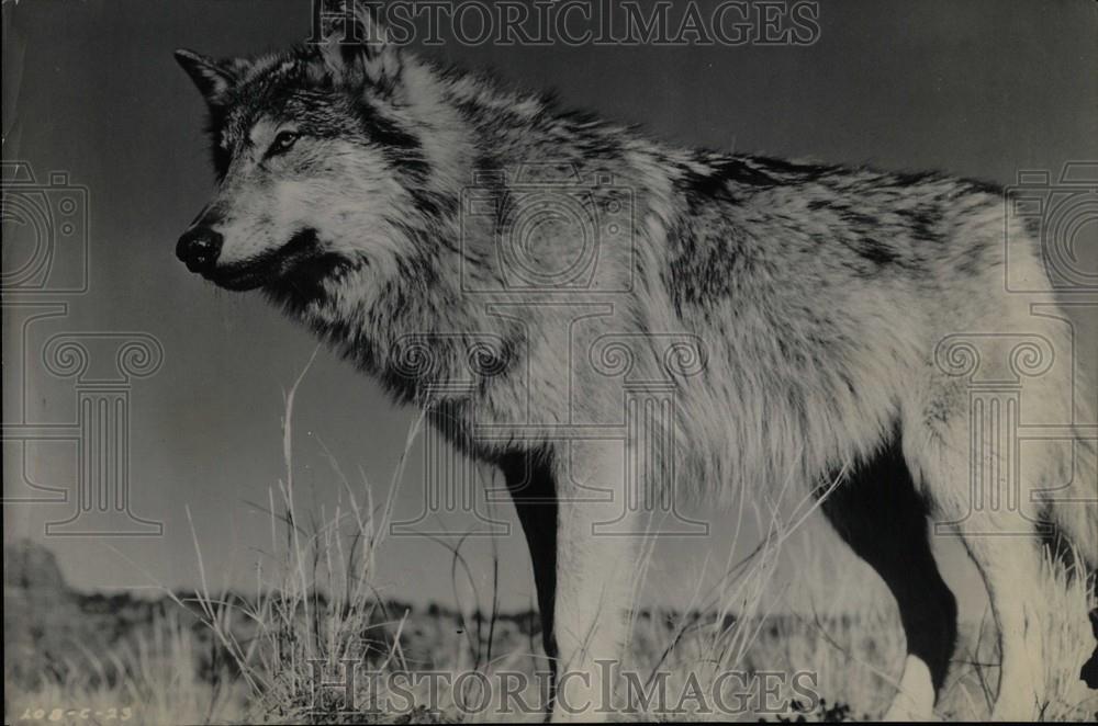 1966 Press Photo the legend of lobo motion picture walt - Historic Images