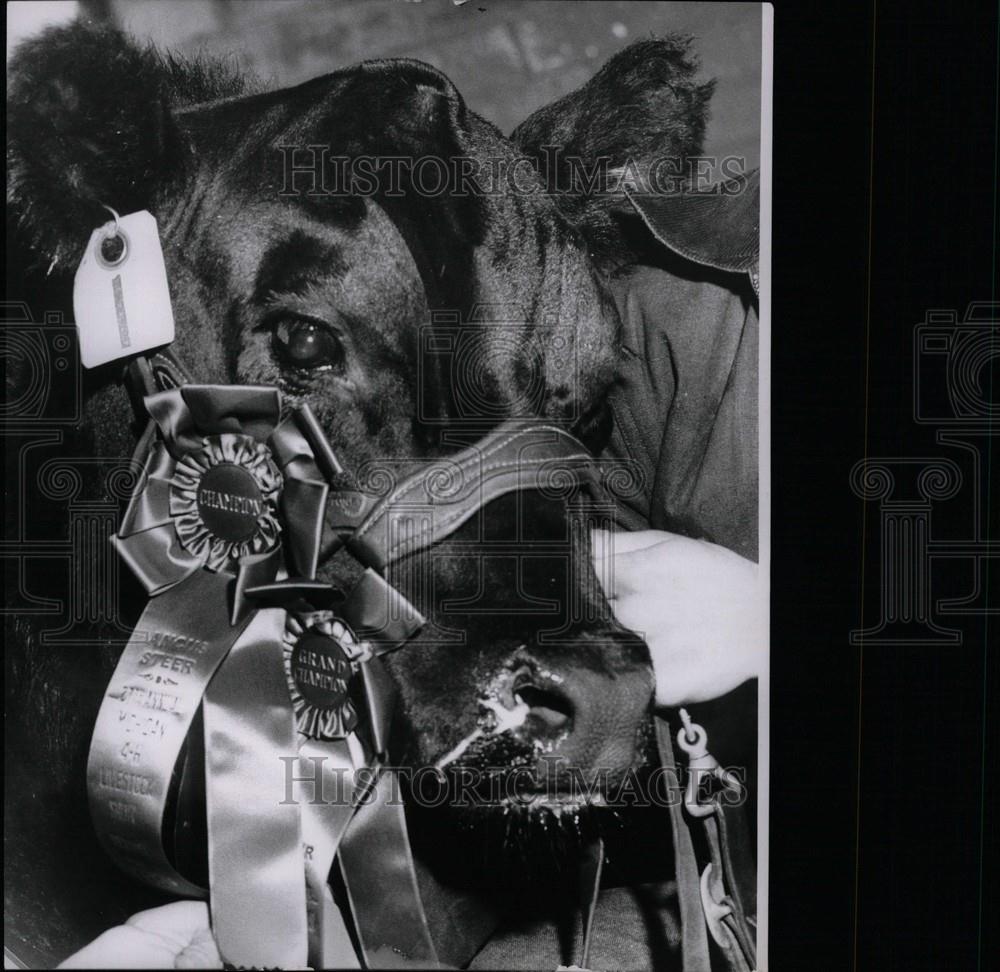 1956 Press Photo Livestock Amos Black Steer Horrocks - Historic Images