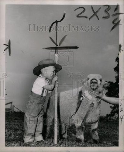 1953 Press Photo Michael Hess Michigan State Fair Sheep - Historic Images