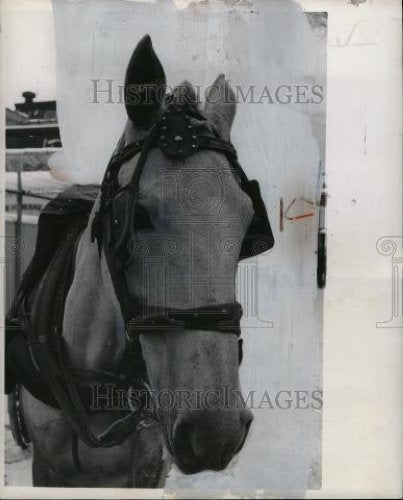 1962 Press Photo MICHIGAN HUMANE SOCIETY - Historic Images