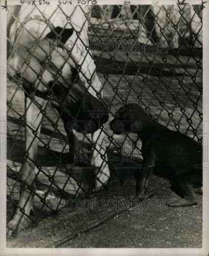 1953 Press Photo Big Deal at the Humane Society - Historic Images