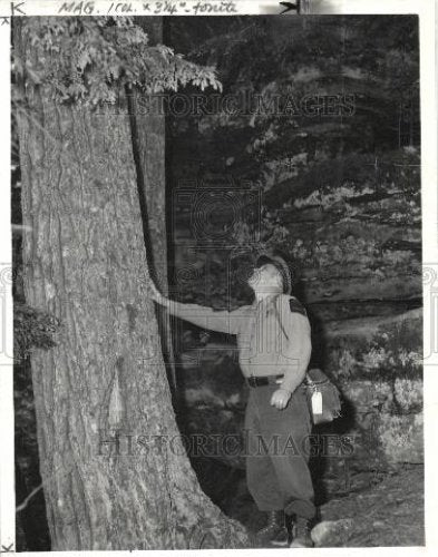 1956 Press Photo Timber Will Trees felled - Historic Images