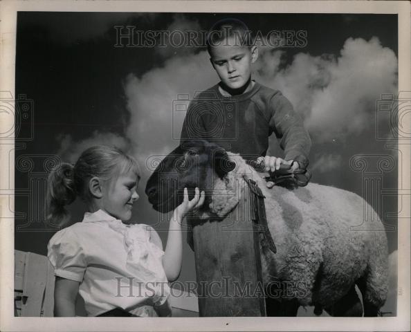 1963 Press Photo Michigan State Fair Ram Clipping Prep - Historic Images