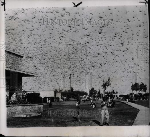 1952 Press Photo Locust grasshoppers insects food crops - Historic Images