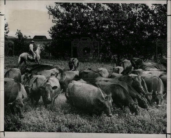 1950 Press Photo Michigan State Fair Herding - Historic Images