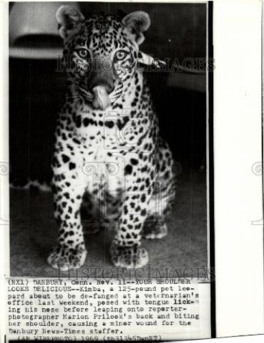 1969 Press Photo leopard defanged animal attack - Historic Images