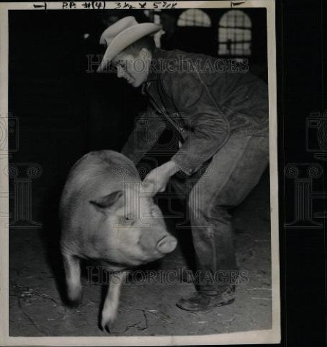1953 Press Photo Livestock Ear Hold David McCalla - Historic Images