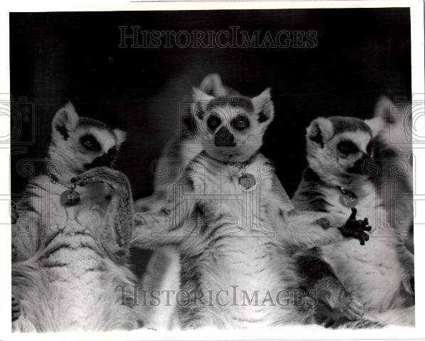 1986 Press Photo Lemurs Madagascar - Historic Images