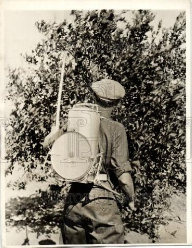 1929 Press Photo Mediterranean Fruit Fly Spraying Fruit - Historic Images