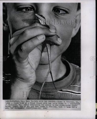 1963 Press Photo James E Kennedy split tailed lizard GA - Historic Images