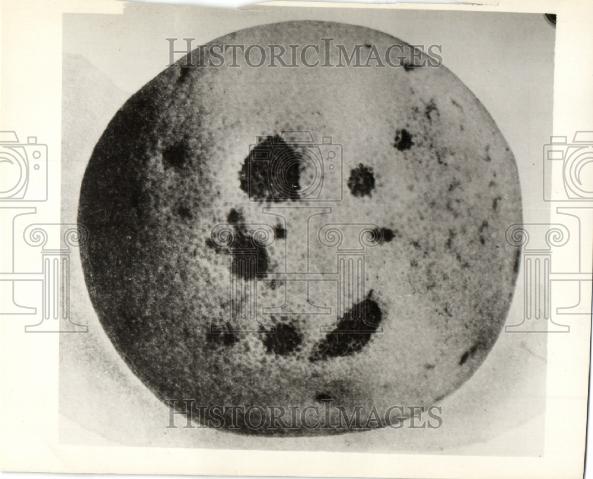 1929 Press Photo Mediterranean Fruit - Historic Images