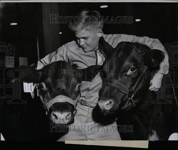 1956 Press Photo Michigan state fair livestock Partridg - Historic Images