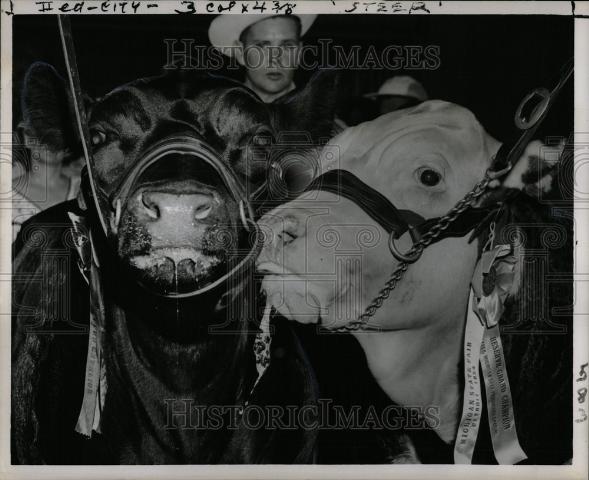 1954 Press Photo Steer Michigan State Fair - Historic Images