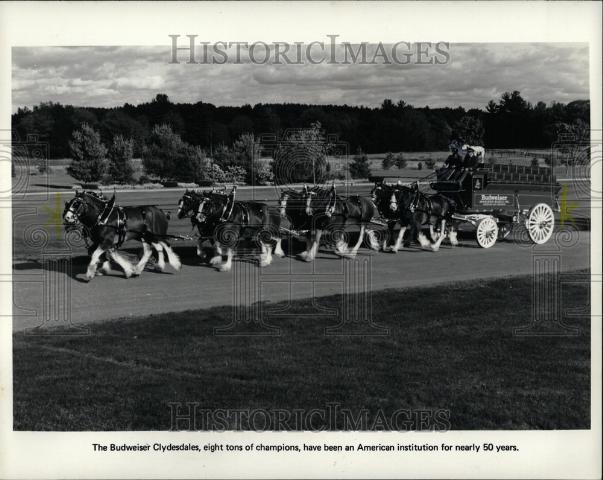 1982 Press Photo Budweiser Clydesdales Anheuser Busch - Historic Images