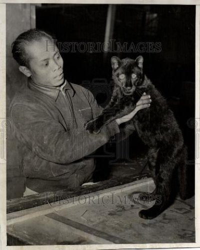 1940 Press Photo Black leopard - Historic Images